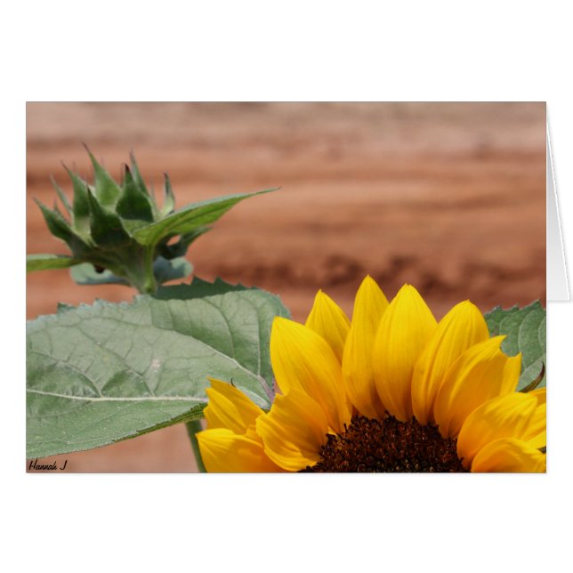 Fleur de tournesol (Devant Horizontal)