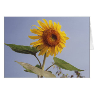 Fleur de tournesol jaune dans le ciel bleu Carte d
