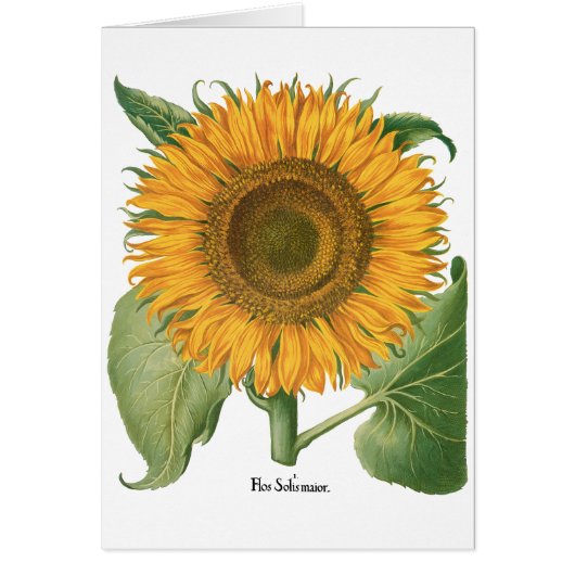 Fleur de tournesol vintage par Basilius Besler (Devant)