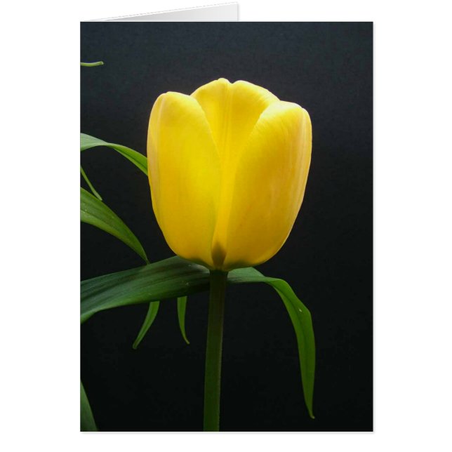 Fleur de tulipe jaune unique (Devant)