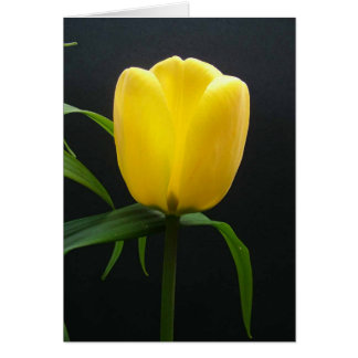 Fleur de tulipe jaune unique