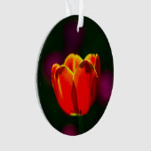 Fleur de tulipe rouge (devant)