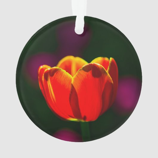 Fleur de tulipe rouge (dos)