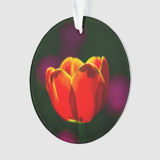 Fleur de tulipe rouge (devant)