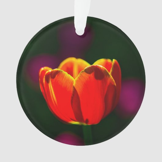 Fleur de tulipe rouge (devant)