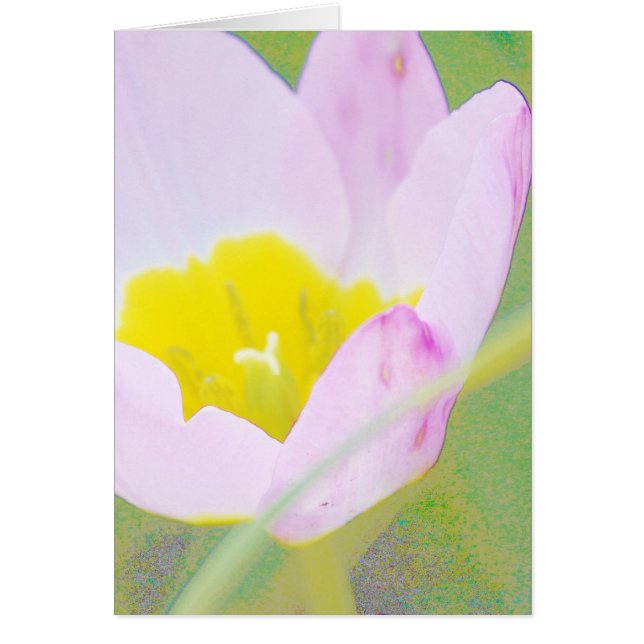 fleur de tulipe violette légère (Devant)