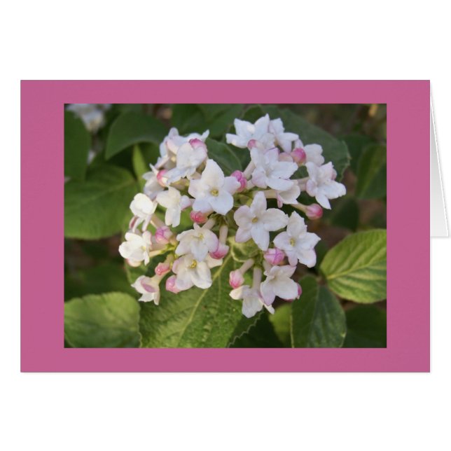 Fleur de viburnum (Devant Horizontal)