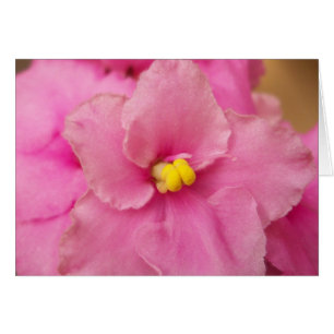 Fleur de violet africaine