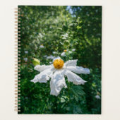 Fleur Délicate de Lumière Forestière (Devant)