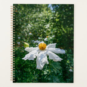 Fleur Délicate de Lumière Forestière
