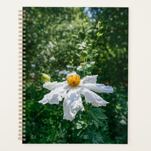 Fleur Délicate de Lumière Forestière (Devant)