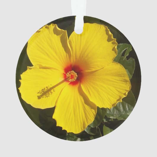 Fleur d'Hibiscus jaune (dos)