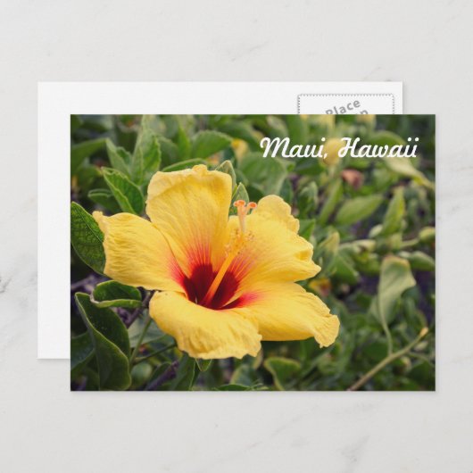 Fleur d'Hibiscus jaune | Carte postale (Devant / Derrière)