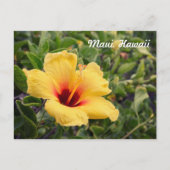 Fleur d'Hibiscus jaune | Carte postale (Devant)
