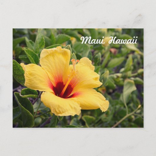 Fleur d'Hibiscus jaune | Carte postale (Devant)