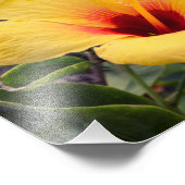 Fleur d'Hibiscus jaune | Impression photo (Coin)