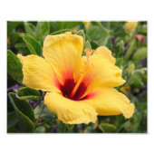 Fleur d'Hibiscus jaune | Impression photo (Devant)