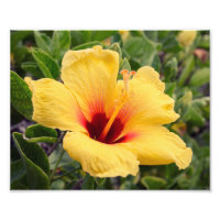 Fleur d'Hibiscus jaune | Impression photo