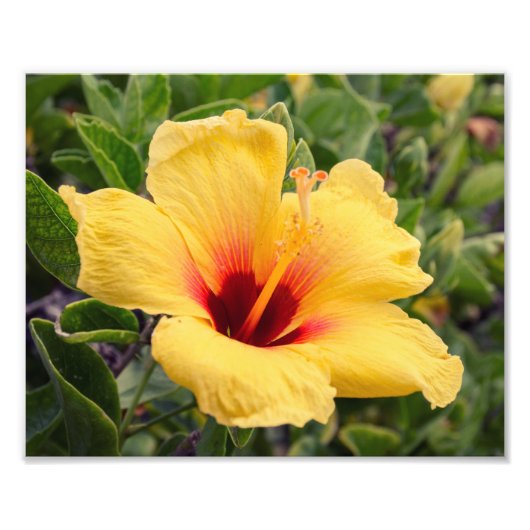 Fleur d'Hibiscus jaune | Impression photo (Devant)
