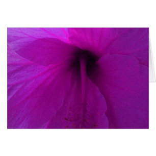 Fleur d'Hibiscus pourpre