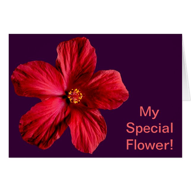 Fleur d'Hibiscus rouge (Devant horizontal)