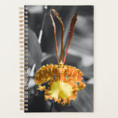 Fleur d'orchidée jaune (Devant)
