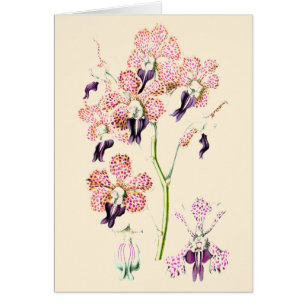 Fleur d'orchidée rose violet tachetée botanica vin