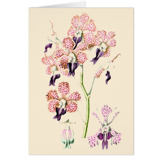 Fleur d'orchidée rose violet tachetée botanica vin (Devant)