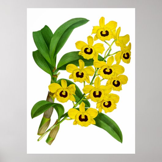 Fleur d'orchidée vintage - Poster (Devant)