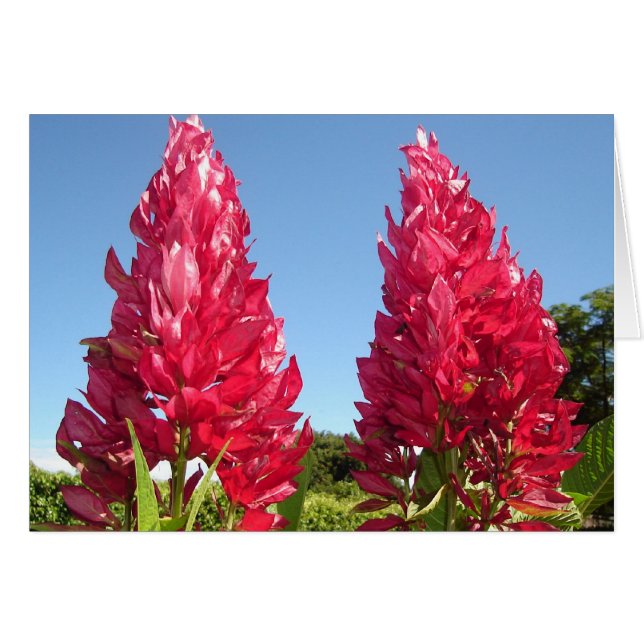 Fleur double flamme v2 (Devant Horizontal)