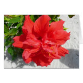 Fleur double hibiscus rouge (Devant horizontal)