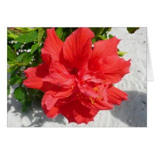 Fleur double hibiscus rouge