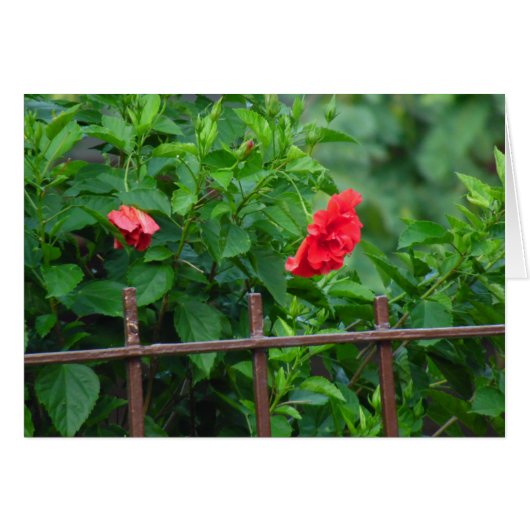 Fleur du jardin penché (Devant horizontal)