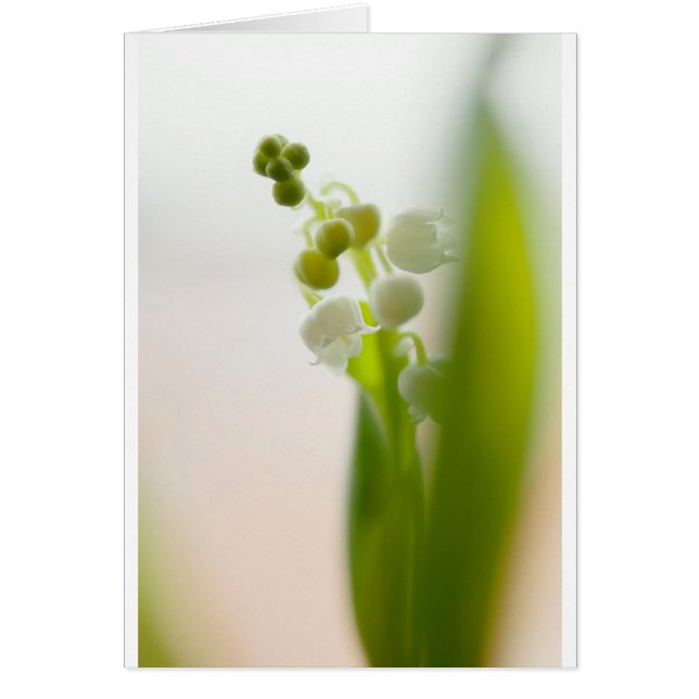 Fleur du muguet (Devant)