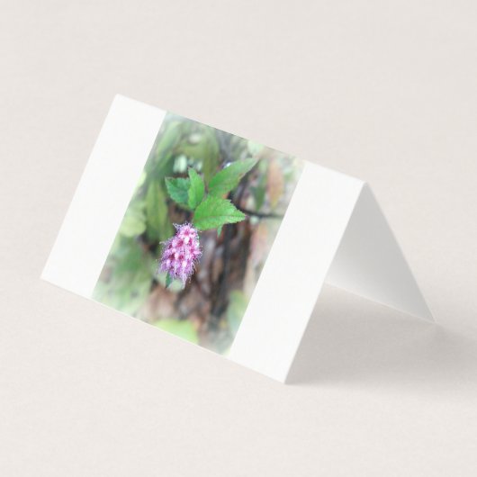 Fleur en automne (Front)