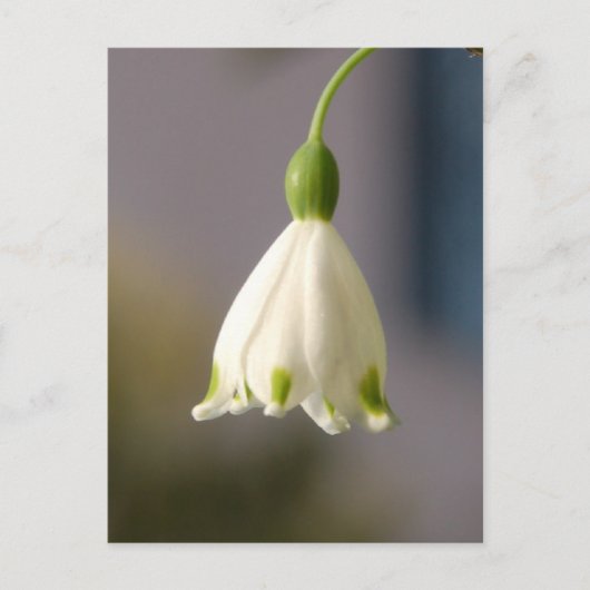 Fleur en robe Carte postale (Devant)