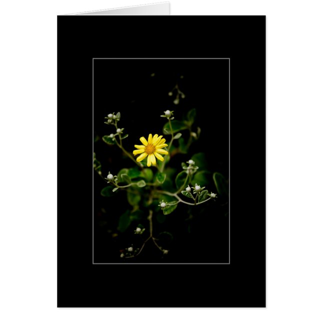 Fleur et bourgeons (Devant)