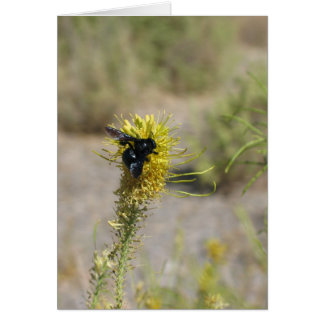 Fleur et insecte inconnus, Vallée de la Mort