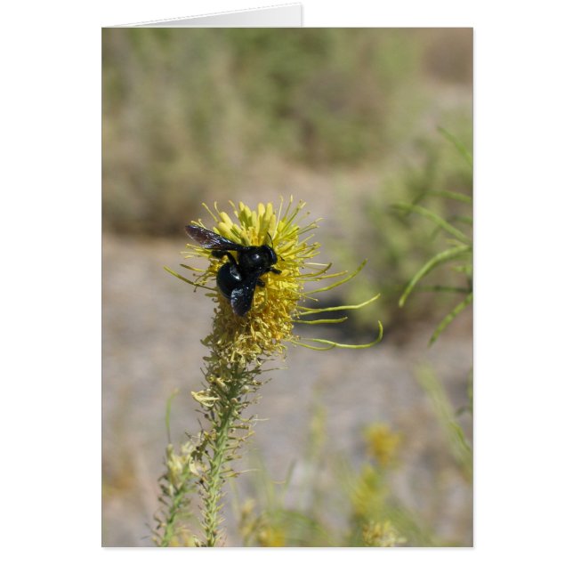Fleur et insecte inconnus, Vallée de la Mort (Devant)