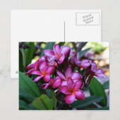 Fleur exotique, Carte postale (Devant / Derrière)