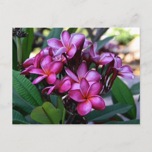 Fleur exotique, Carte postale (Devant)
