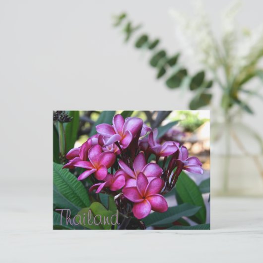 Fleur exotique, Carte postale (Debout devant)