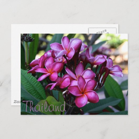 Fleur exotique, Carte postale (Devant / Derrière)