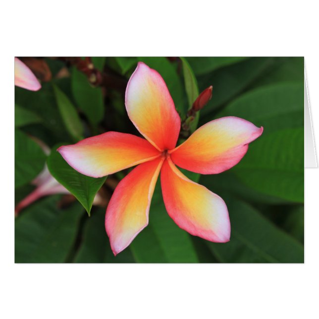 Fleur Frangipani (Devant horizontal)