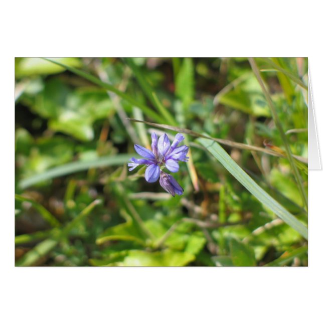 Fleur inconnue, Le Burren, Irlande (Devant Horizontal)