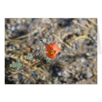 Fleur inconnue, Parc national de Death Valley