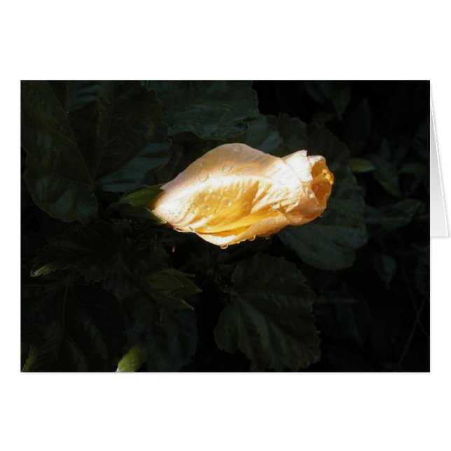 Fleur jaune (Devant horizontal)