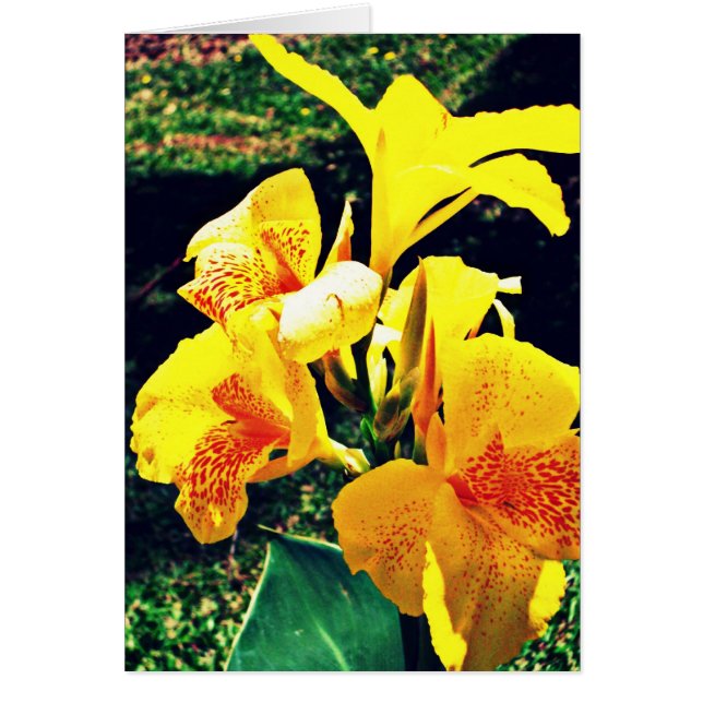 Fleur jaune (Devant)