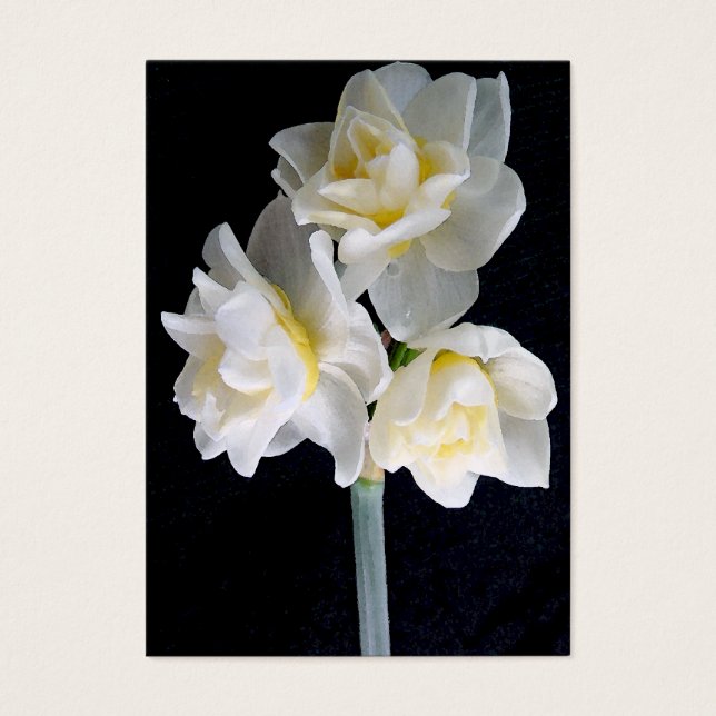 Fleur Jonquil - Ecclesiastes 3:1 Carte de piste / (Devant)