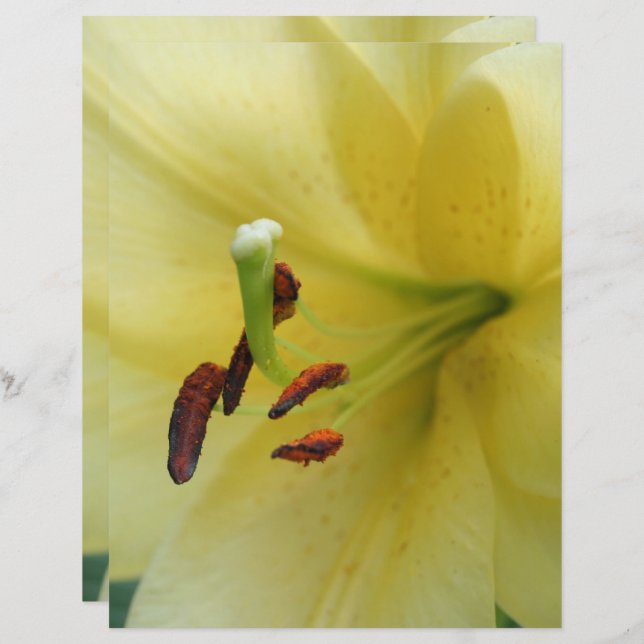 Fleur Lily Jaune Fermer Papier à papier à scandale (Devant / Derrière)